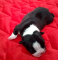 /album/fotogalerie-odchovy/243190030-4371768812876158-7327597440847245473-n-jpg/