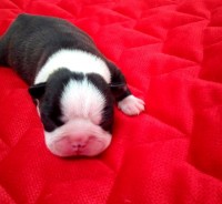 /album/fotogalerie-odchovy/243200329-4371768819542824-8259296029274618776-n-jpg/