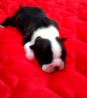 /album/fotogalerie-odchovy/243332358-4371768986209474-8751814510778222806-n-jpg/