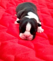 /album/fotogalerie-odchovy/243344977-4371768829542823-740684170724640481-n-jpg/