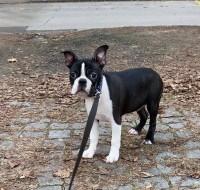 /album/fotogalerie-odchovy/271743233-4718180358235000-1595786497037460237-n-jpg/