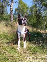 /album/artus-red-buldog/9-jpg/