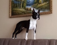 /album/artus-red-buldog/157767351-jpg/