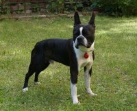 /album/artus-red-buldog/302206418-849196842686065-7289170641747512571-n-jpg/